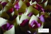 Events and Weddings, weddings planners en Panamá